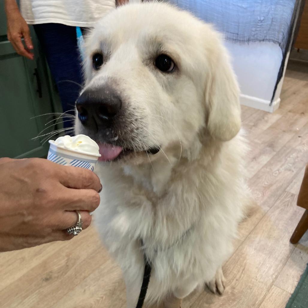 Enlarge DONZI, a Adoptable Great Pyrenees in Indiantown, FL image 6/6