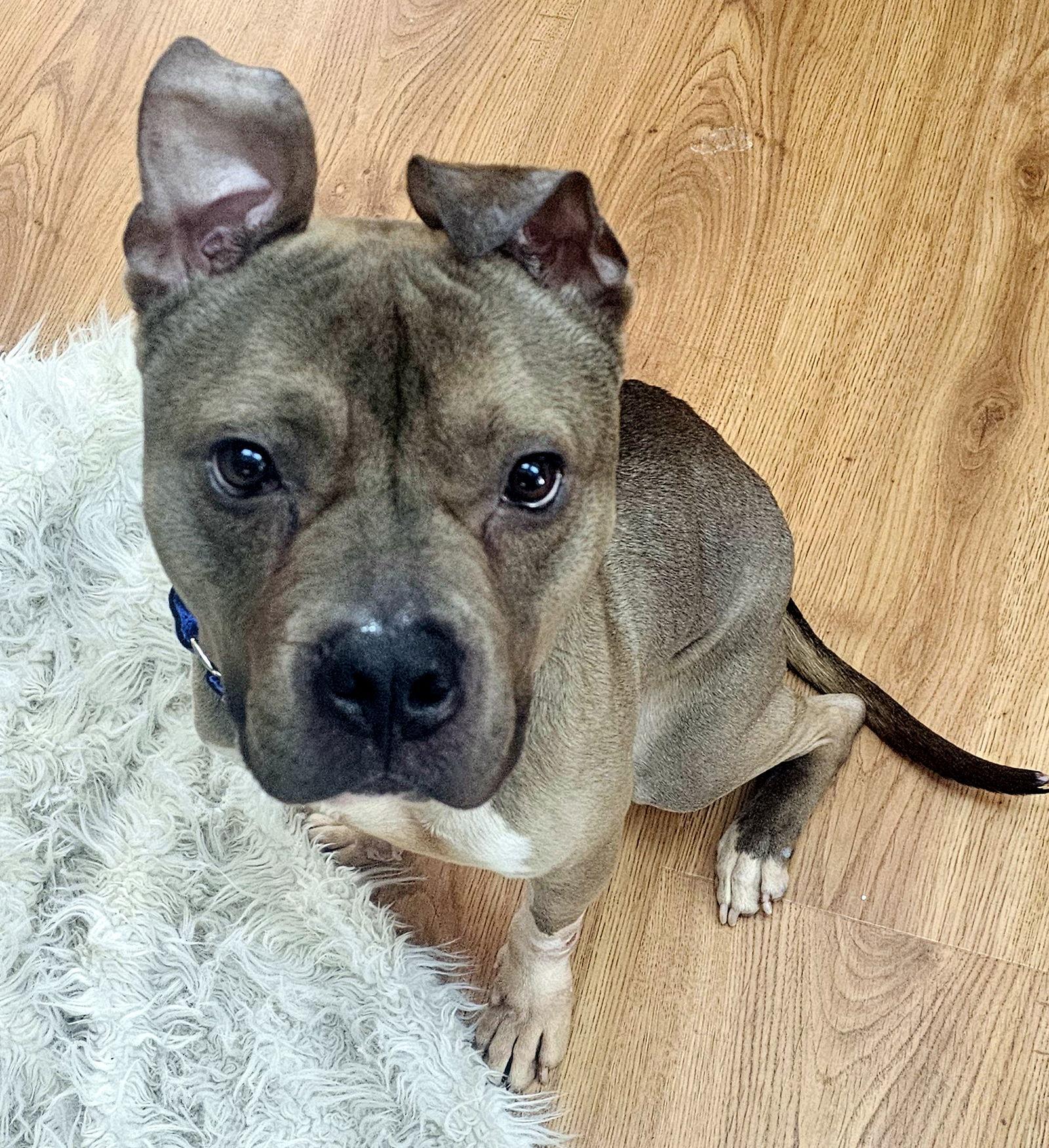 Dumpling, Adoptable, Young Male Pit Bull Terrier.