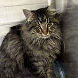 Whiskers, adopted, Young Female Domestic Long Hair.