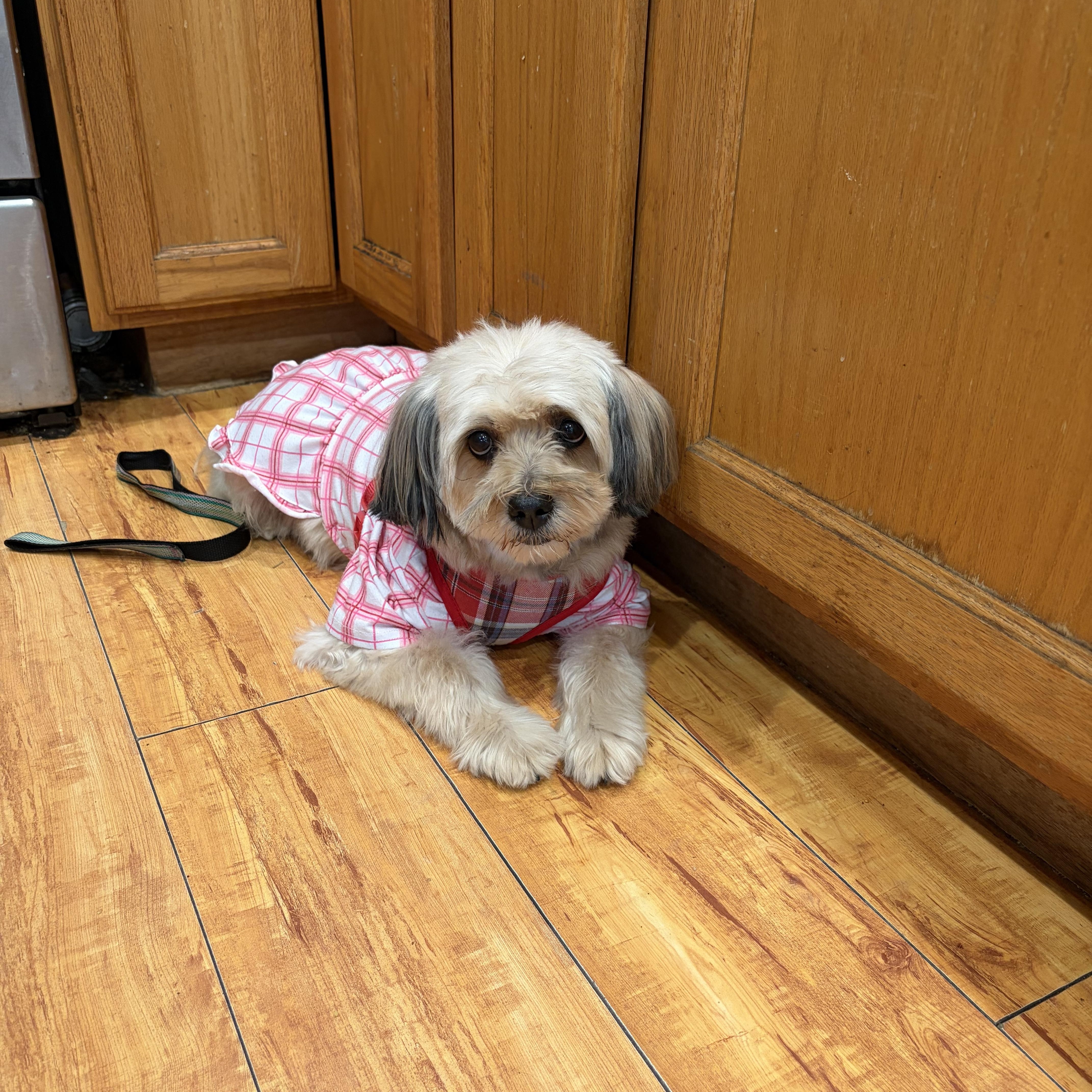 Sammy (Samantha), Adoptable, Young Female Havanese & Poodle.