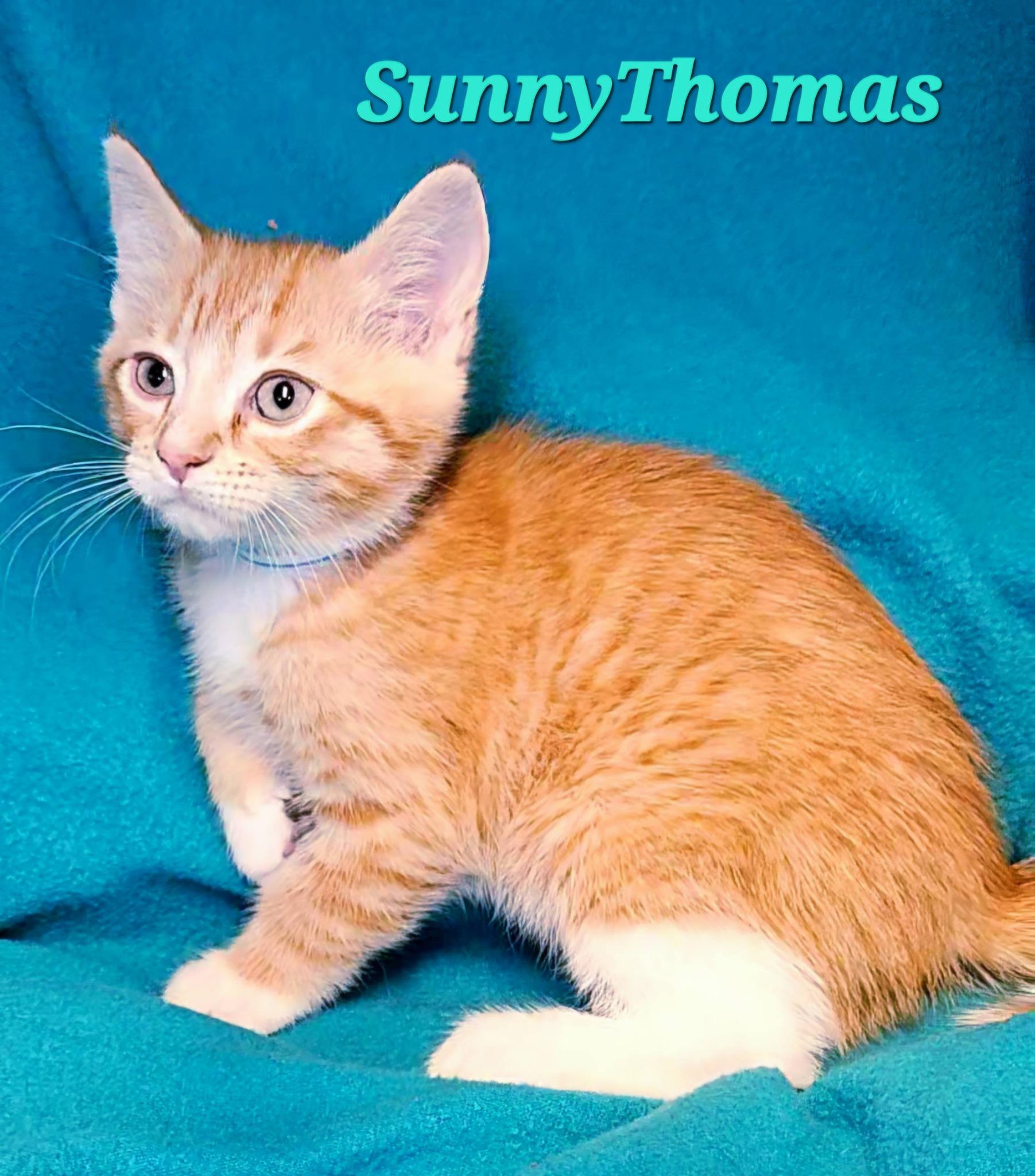 Enlarge SunnyThomas, an adopted Tabby in Macon, GA image 2/2