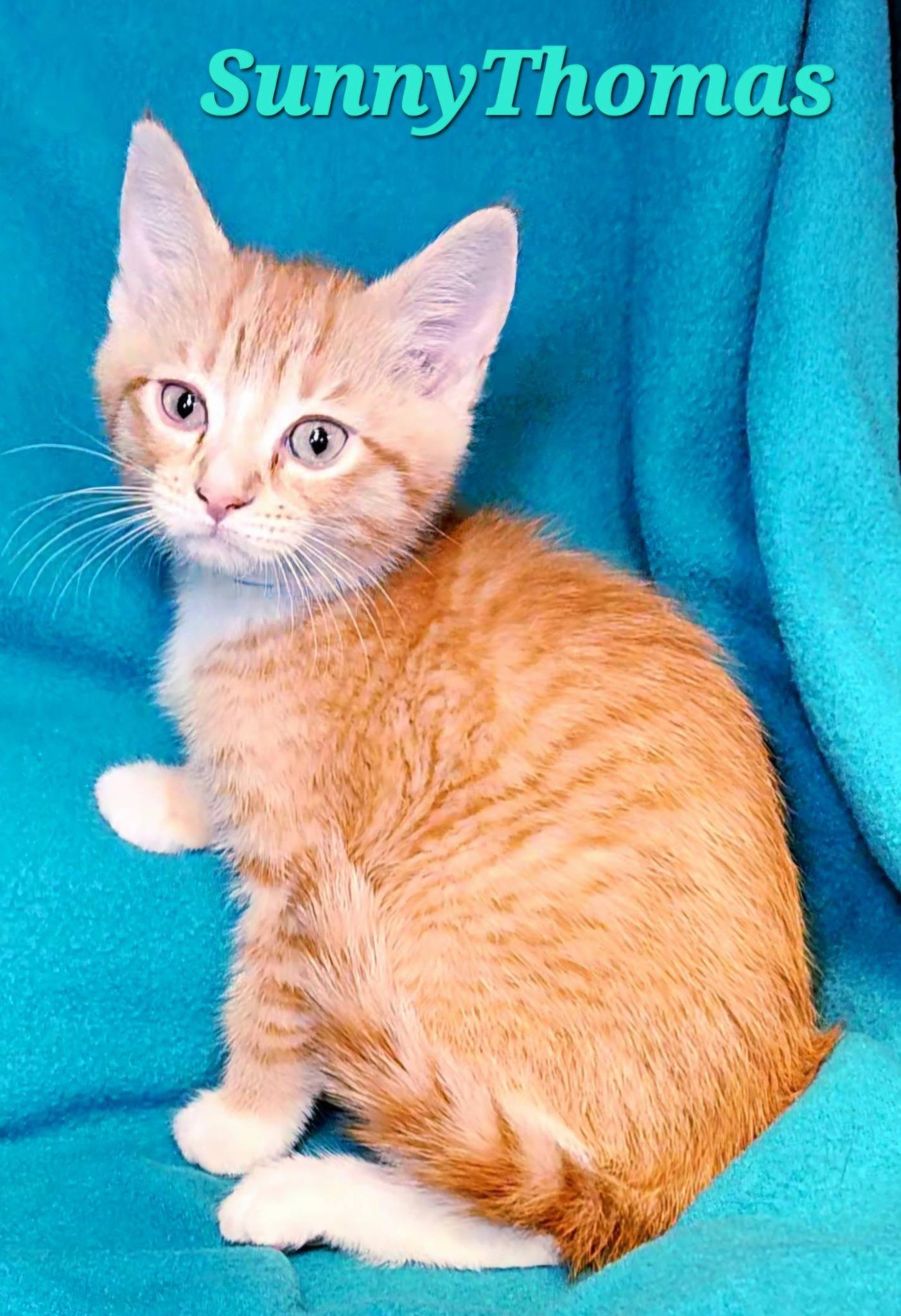 SunnyThomas, adopted, Kitten Male Tabby.