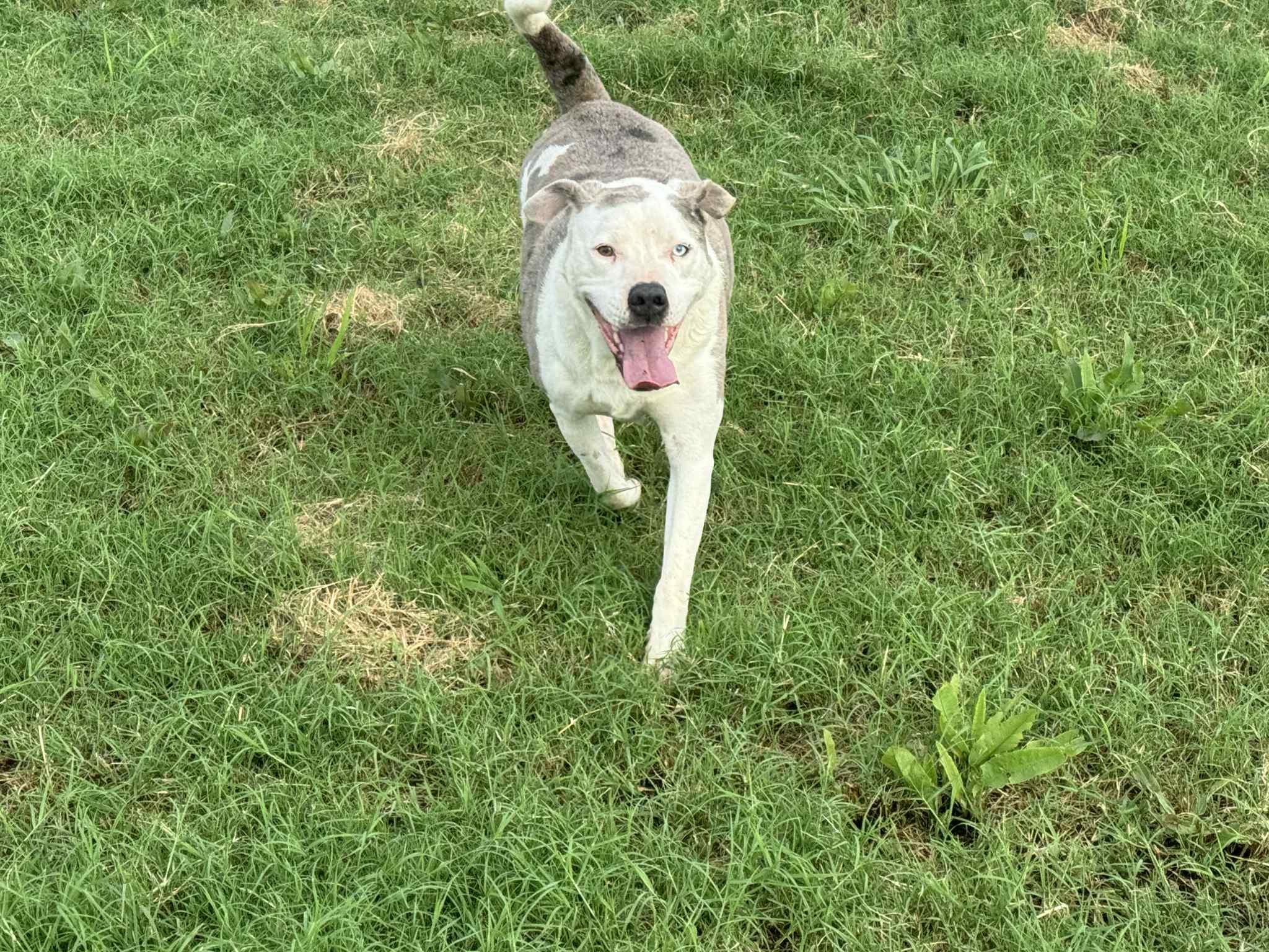 Enlarge Sam, a Adoptable mixed breed in Denver, CO image 1/4