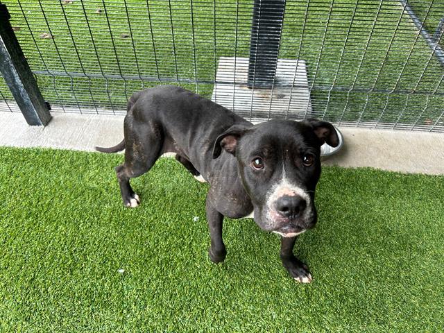 CARROT, Adoptable, Adult Female American Staffordshire Terrier.