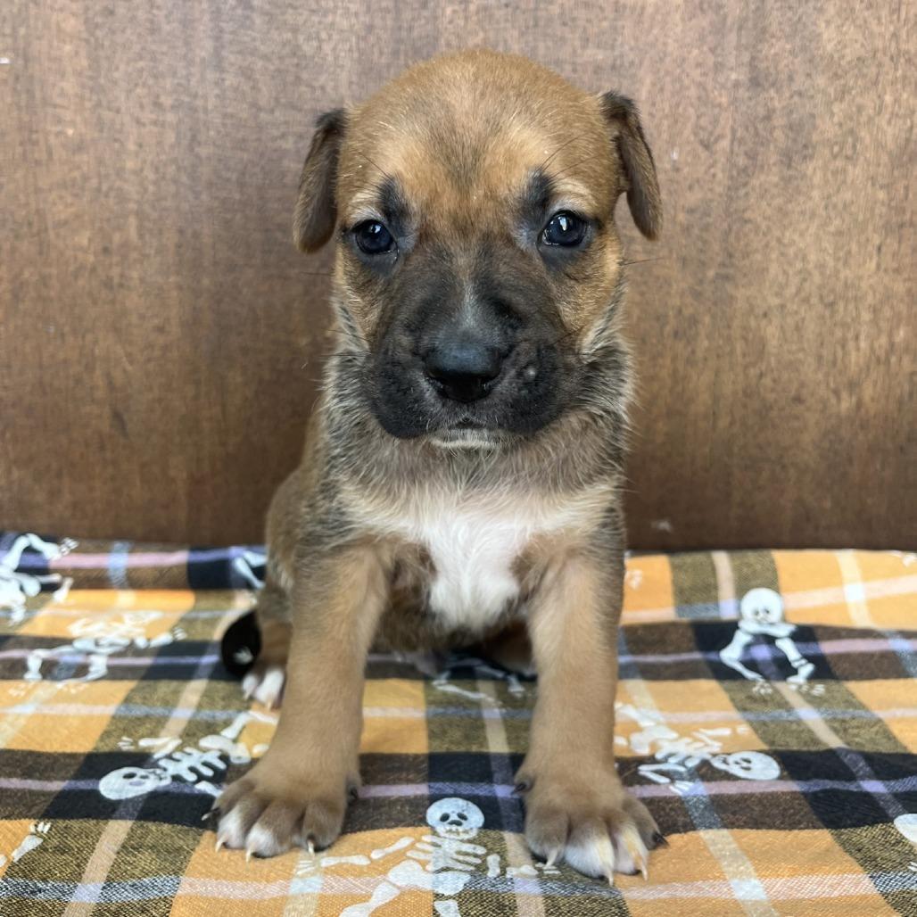 Tanner, Adoptable, Puppy Male American Staffordshire Terrier & German Shepherd Dog.