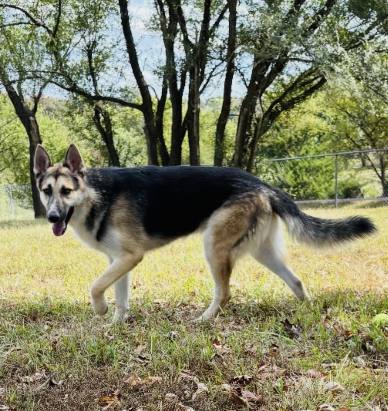 Thor