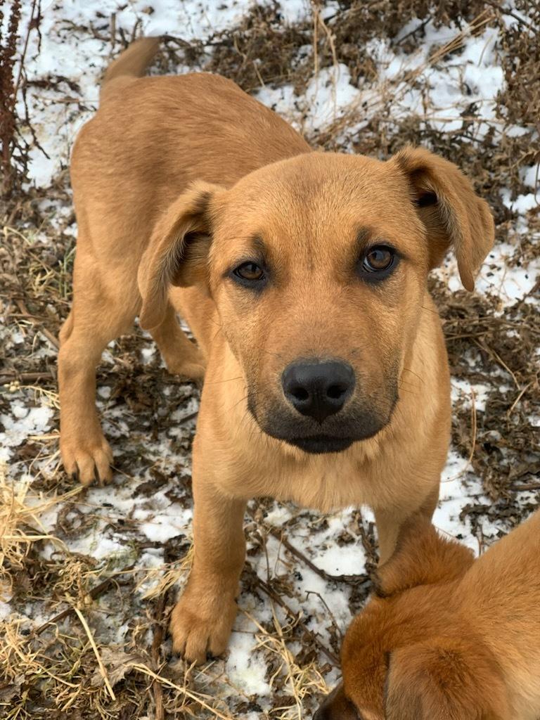 Enlarge Poblano, a ADOPTABLE Mixed Breed in wetaskiwin, AB image 1/1