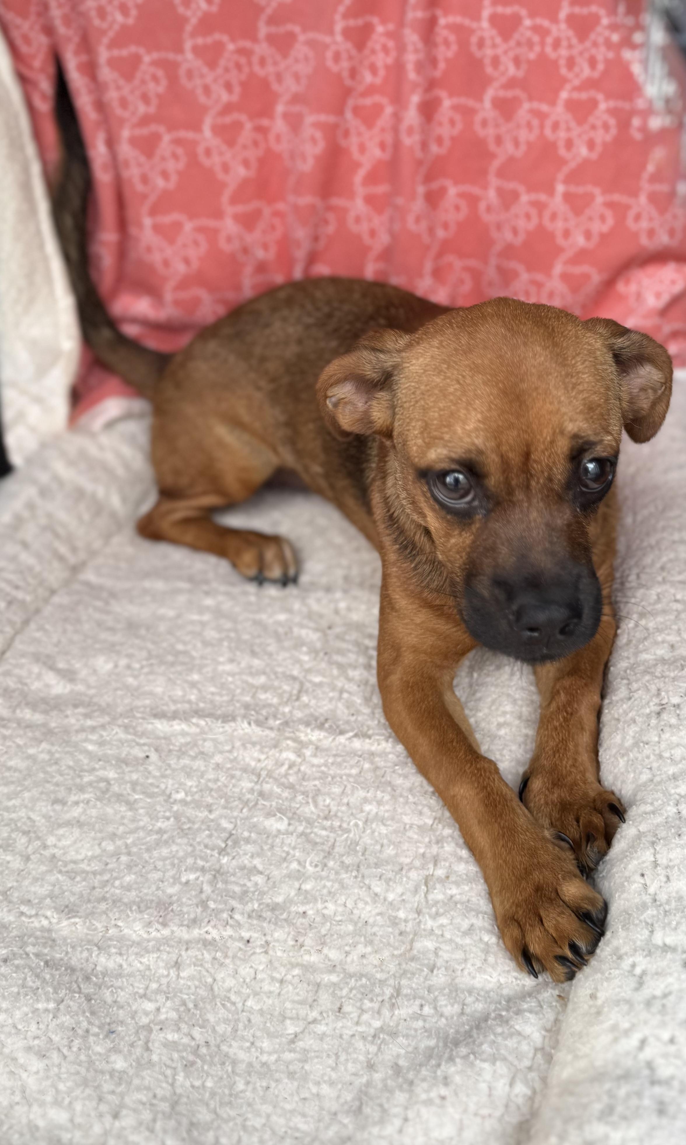 Enlarge Buttercup , a Adoptable mixed breed in Baton Rouge, LA image 6/6