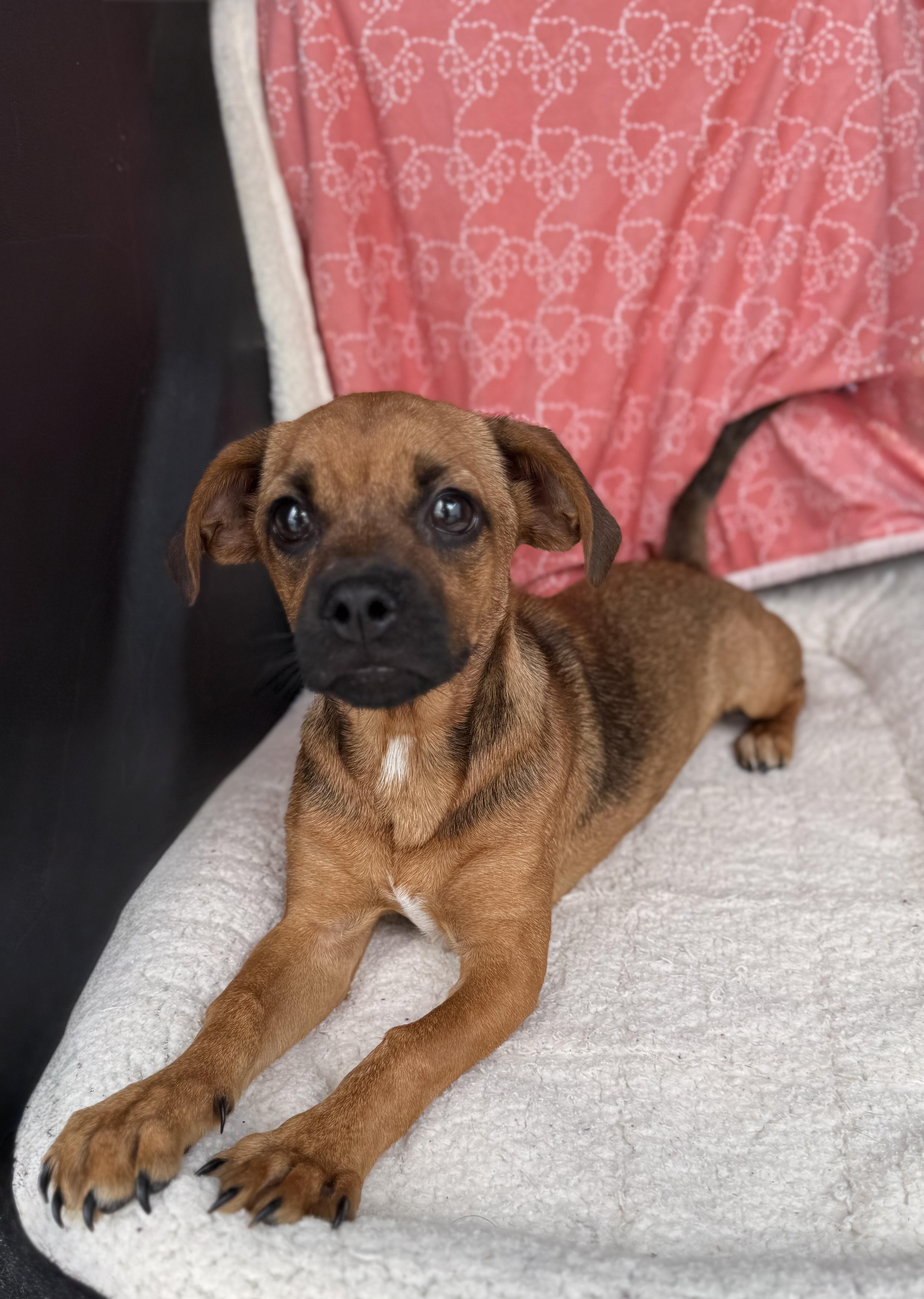 Enlarge Buttercup , a Adoptable mixed breed in Baton Rouge, LA image 3/6