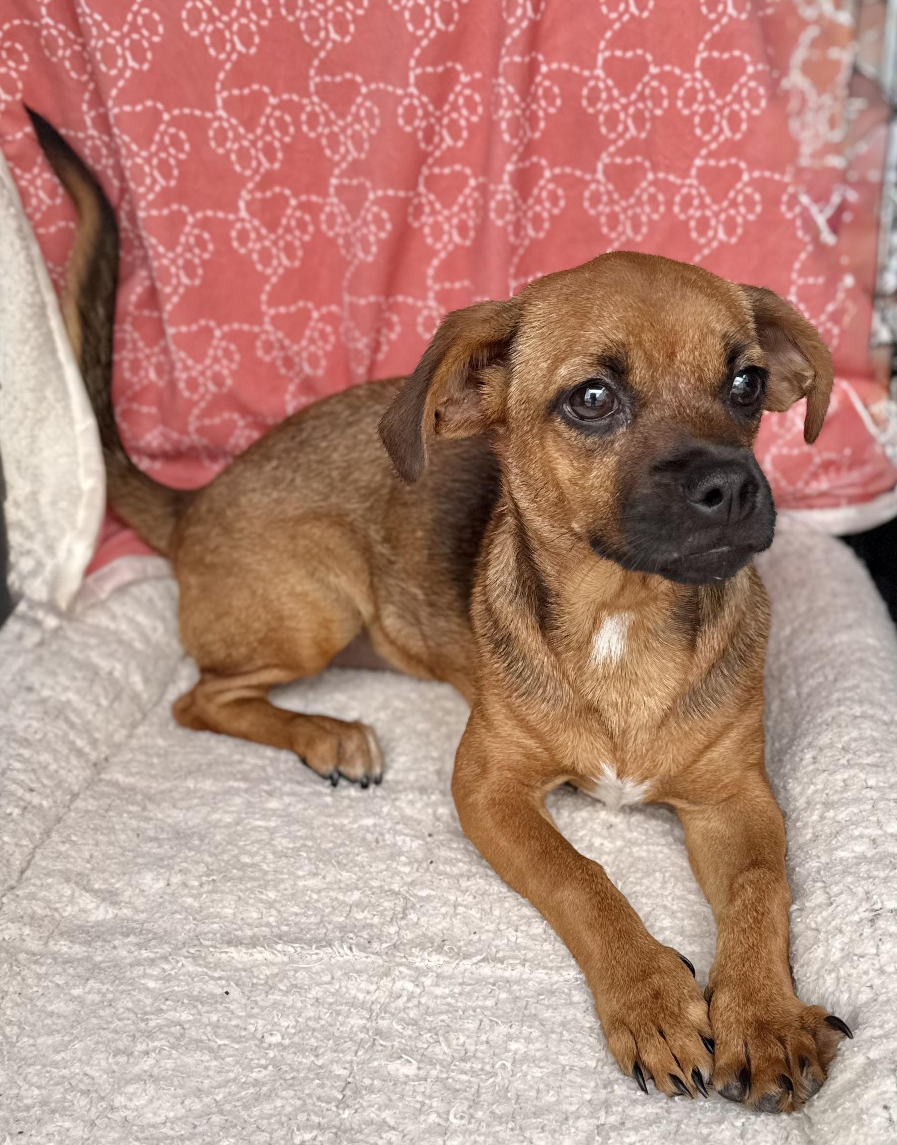 Enlarge Buttercup , a Adoptable mixed breed in Baton Rouge, LA image 2/6