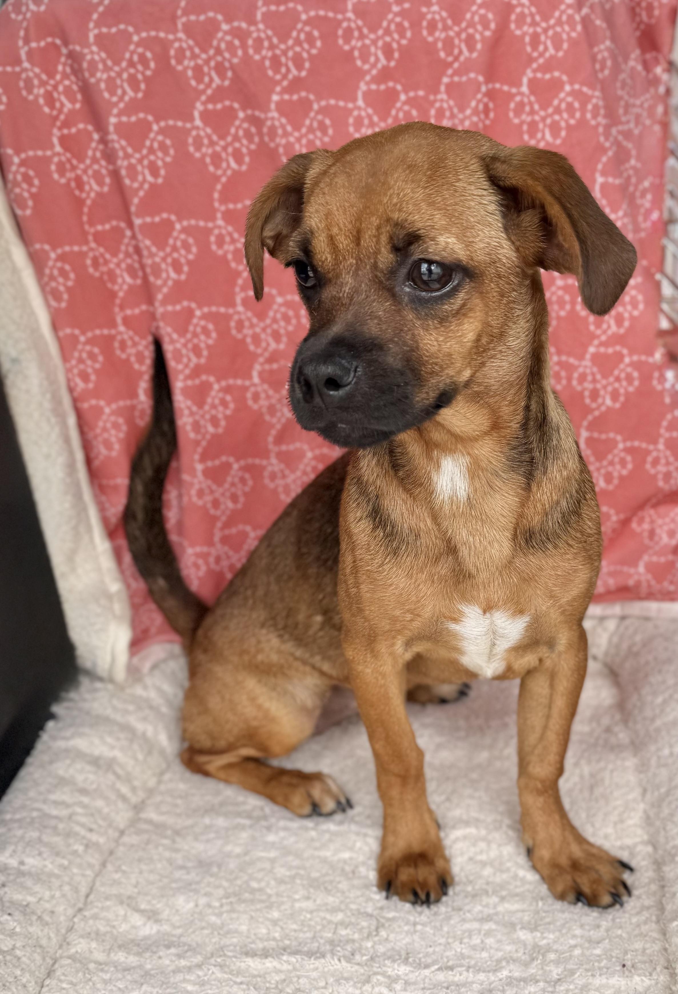 Enlarge Buttercup , a Adoptable mixed breed in Baton Rouge, LA image 4/6