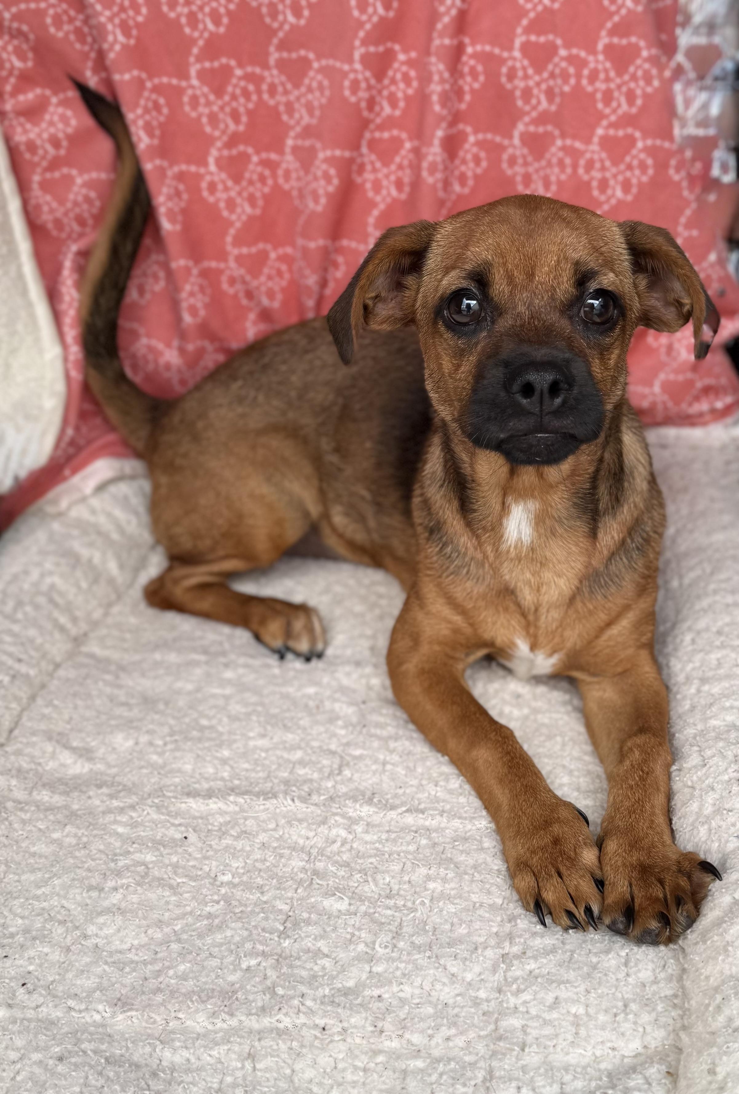 Buttercup , Adoptable, Adult Female Pekingese & Beagle.