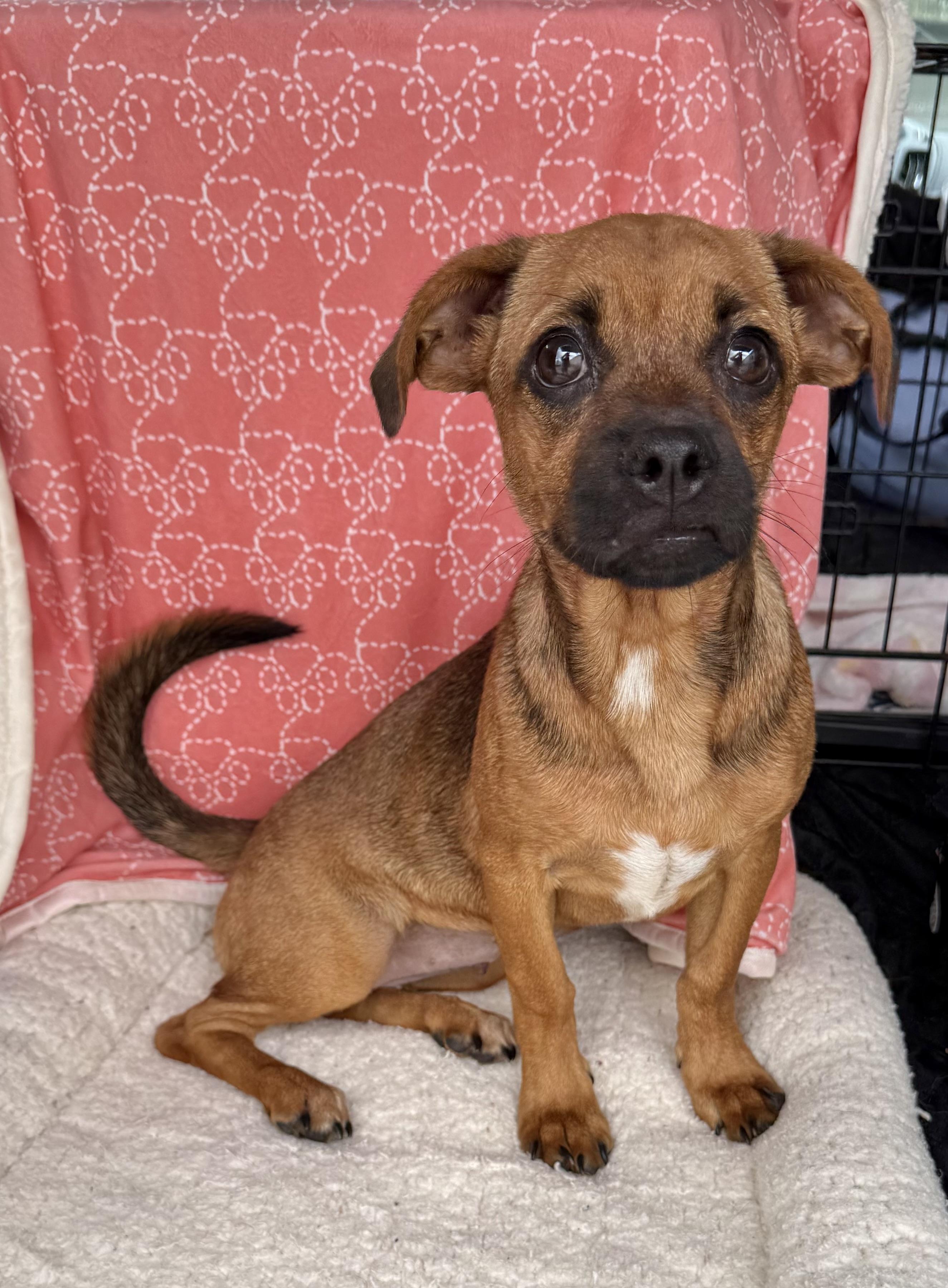 Enlarge Buttercup , a Adoptable mixed breed in Baton Rouge, LA image 5/6