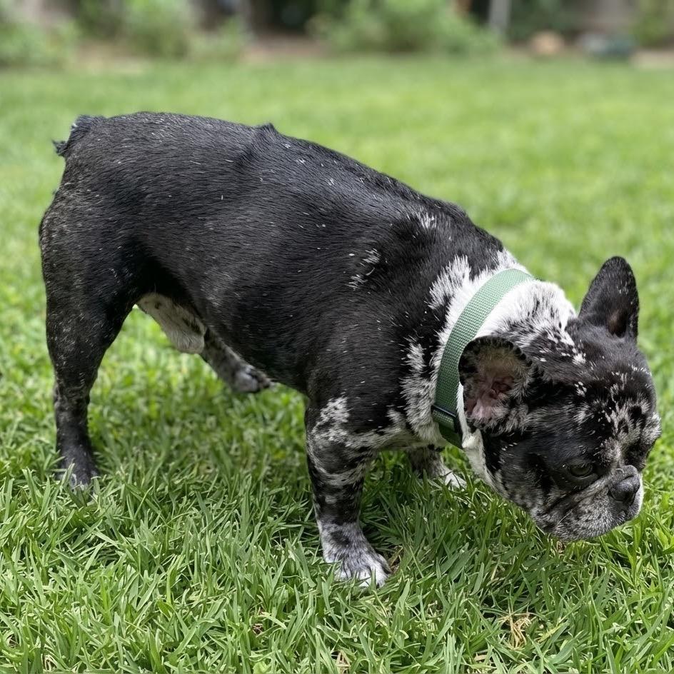 Enlarge Thaddeus, a Adoptable French Bulldog in Las Vegas, NV image 1/4