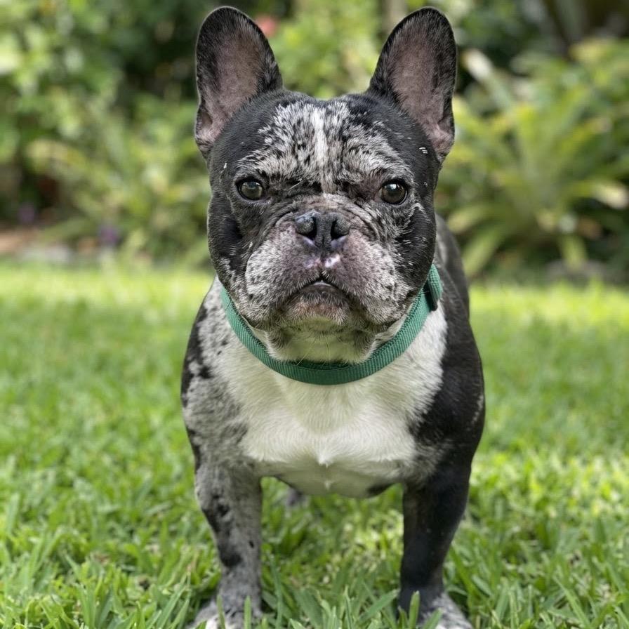 Enlarge Thaddeus, a Adoptable French Bulldog in Las Vegas, NV image 2/4