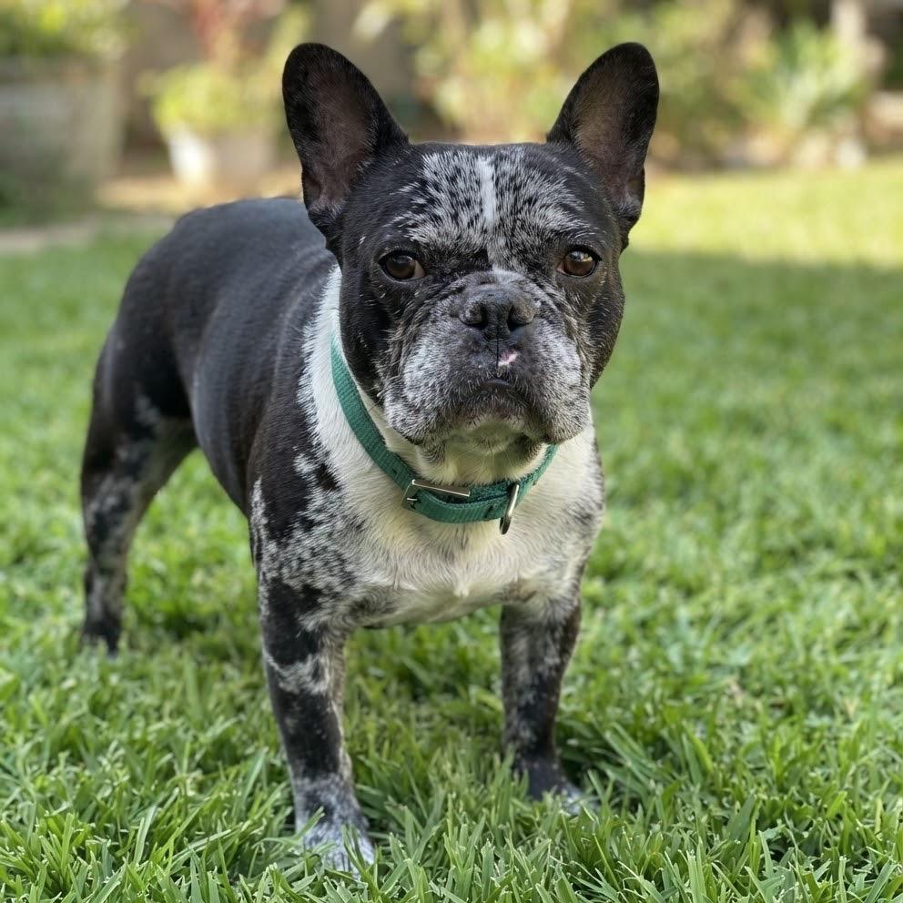 Enlarge Thaddeus, a Adoptable French Bulldog in Las Vegas, NV image 3/4