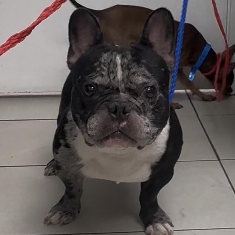 Enlarge Thaddeus, a Adoptable French Bulldog in Las Vegas, NV image 4/4