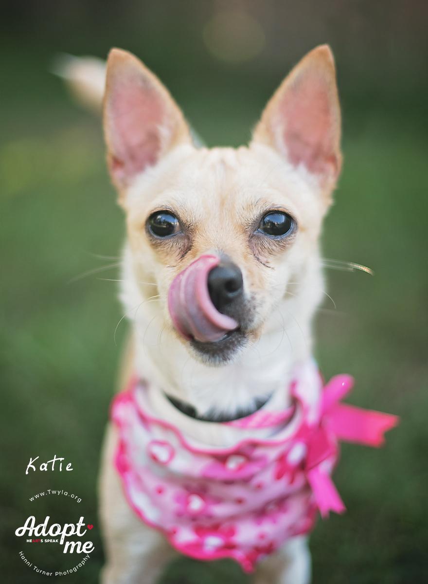 Enlarge Katie, a Adoptable mixed breed in Kingwood, TX image 1/6