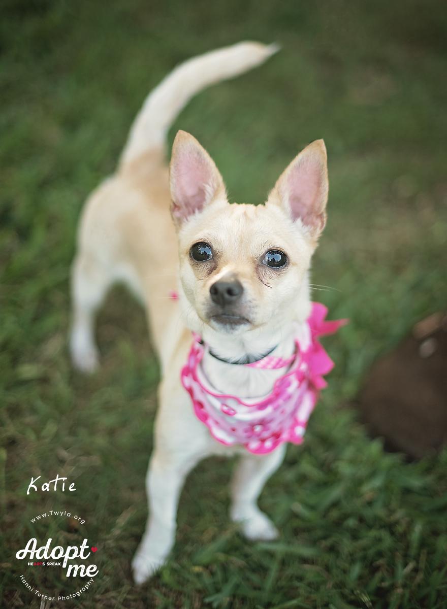 Katie, Adoptable, Young Female Chihuahua.