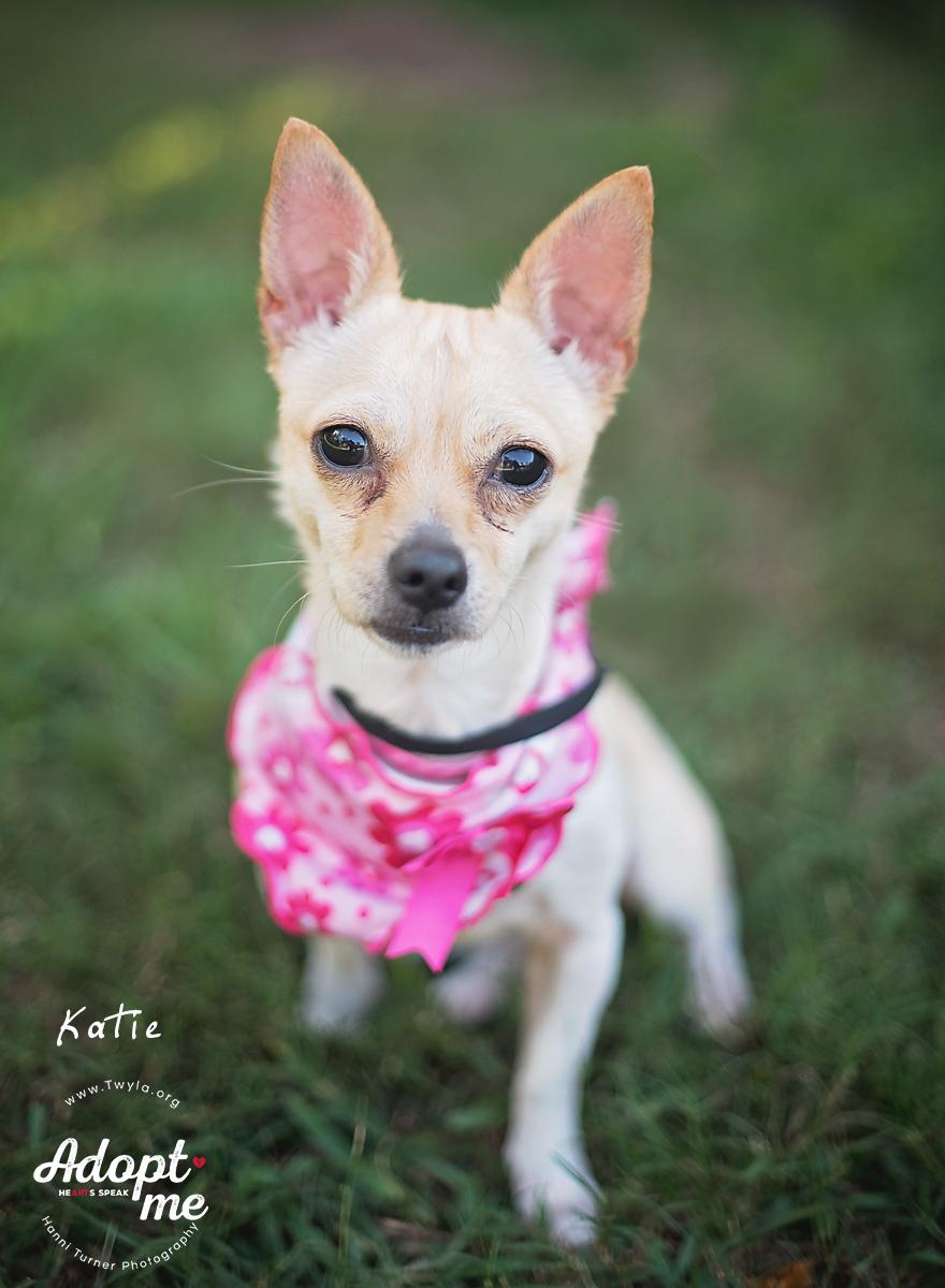 Katie, a Adoptable mixed breed in Kingwood, TX image 2/6