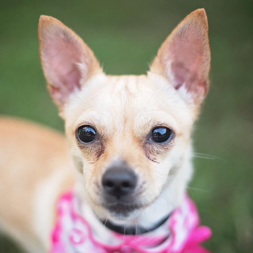 Katie, a Adoptable mixed breed in Kingwood, TX image 3/6