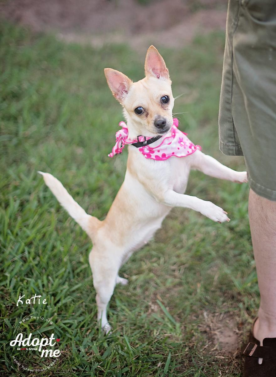Katie, a Adoptable mixed breed in Kingwood, TX image 4/6