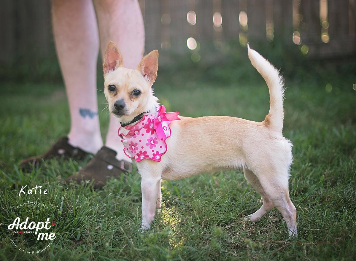 Katie, a Adoptable mixed breed in Kingwood, TX image 5/6
