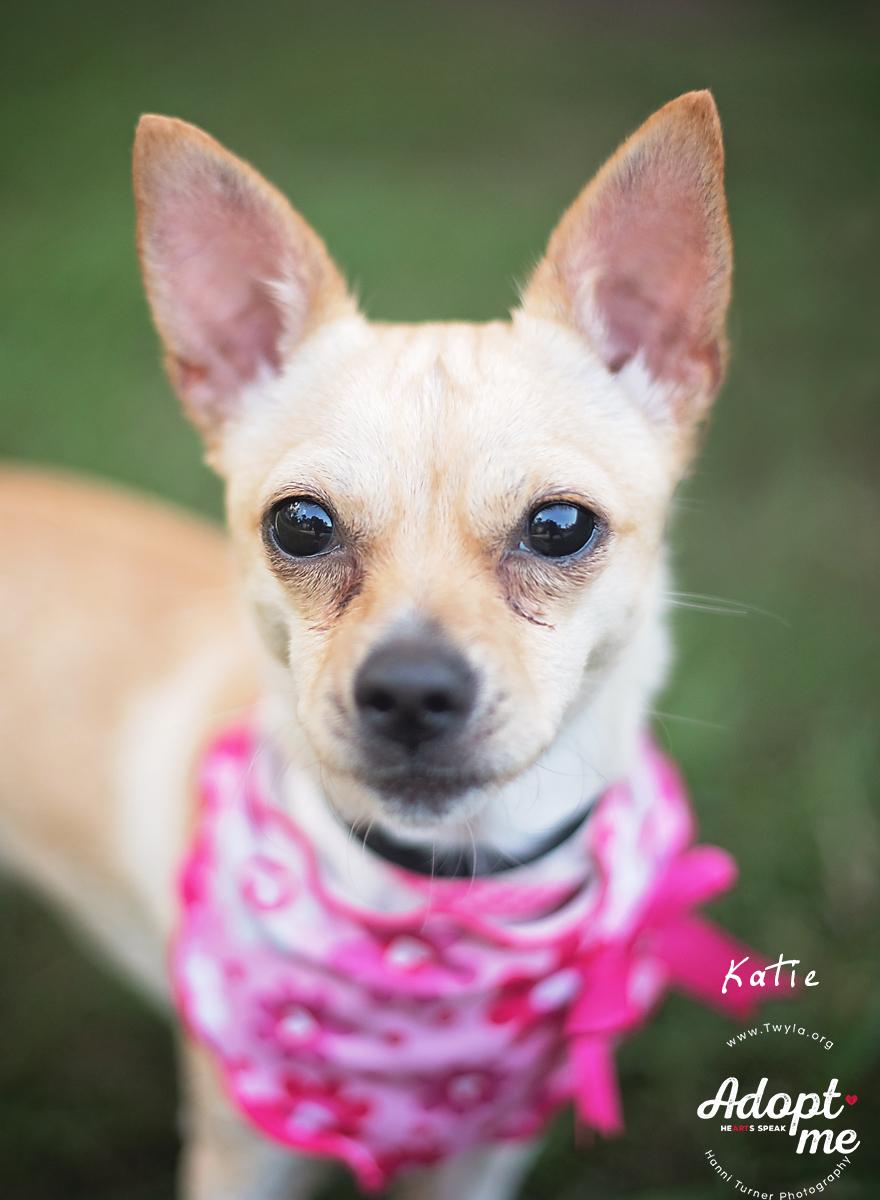 Katie, a Adoptable mixed breed in Kingwood, TX image 6/6
