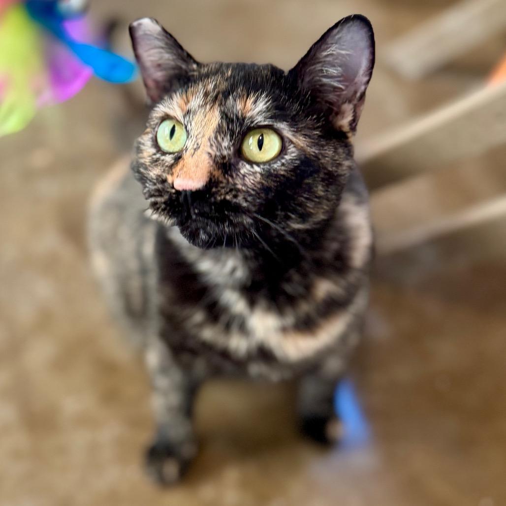 Enlarge Jewel, a Adoptable Domestic Short Hair in Green Bay, WI image 1/6