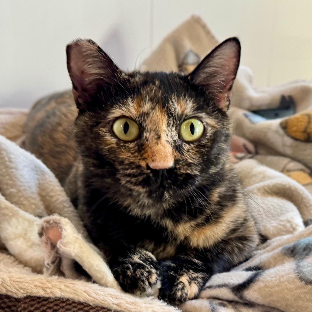 Enlarge Jewel, a Adoptable Domestic Short Hair in Green Bay, WI image 2/6