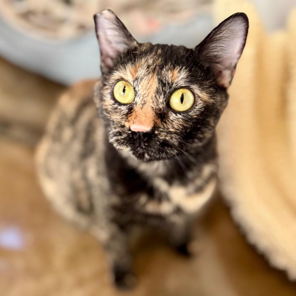 Enlarge Jewel, a Adoptable Domestic Short Hair in Green Bay, WI image 3/6