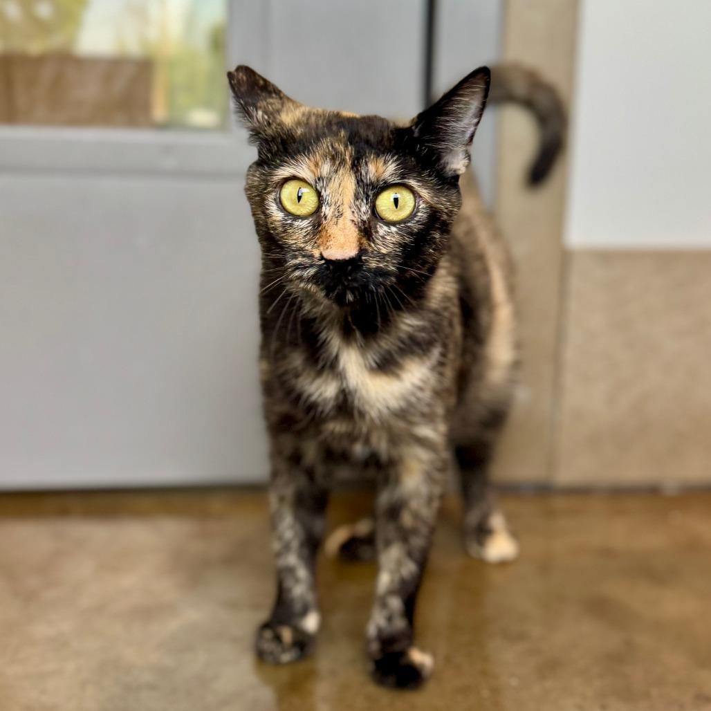 Enlarge Jewel, a Adoptable Domestic Short Hair in Green Bay, WI image 4/6