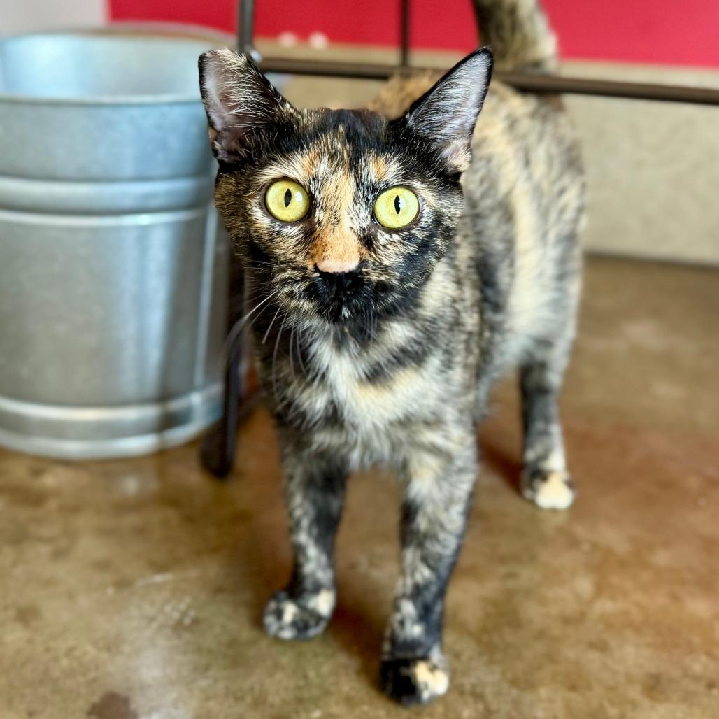 Enlarge Jewel, a Adoptable Domestic Short Hair in Green Bay, WI image 5/6