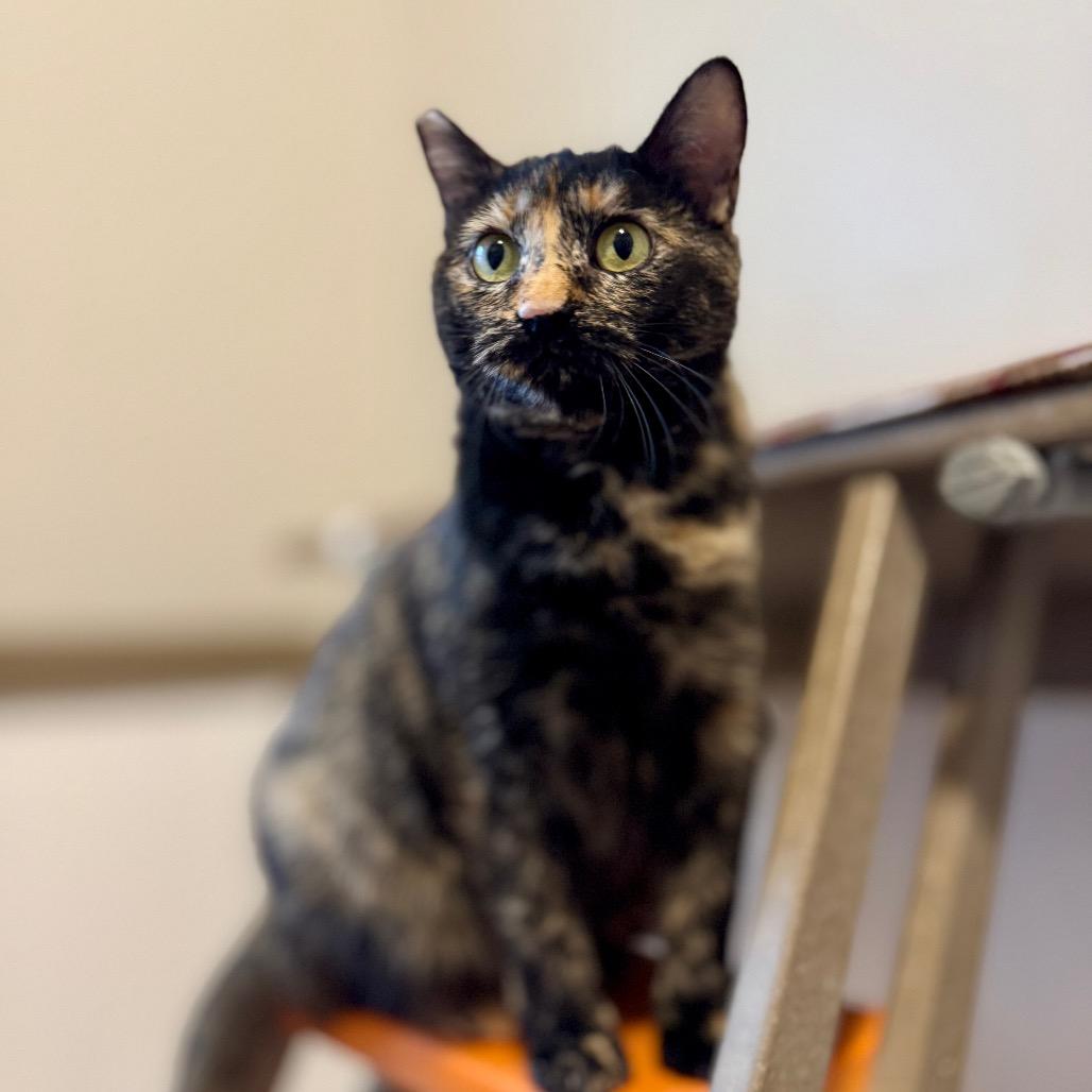 Enlarge Jewel, a Adoptable Domestic Short Hair in Green Bay, WI image 6/6