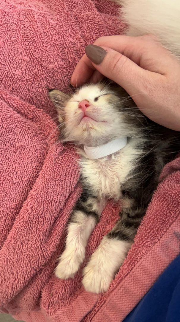 Shadow, Adopted, Kitten Female American Shorthair.