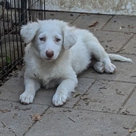 Enlarge Candy, a Adoptable mixed breed in Paramus, NJ image 4/6