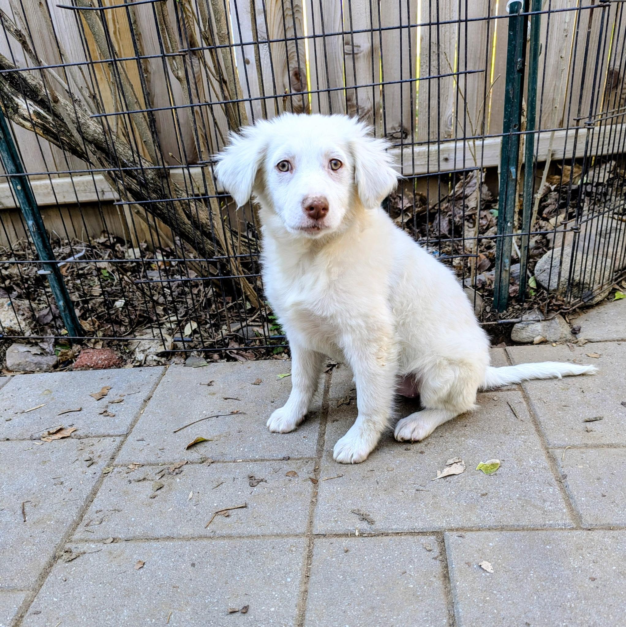 Enlarge Candy, a Adoptable mixed breed in Paramus, NJ image 3/6