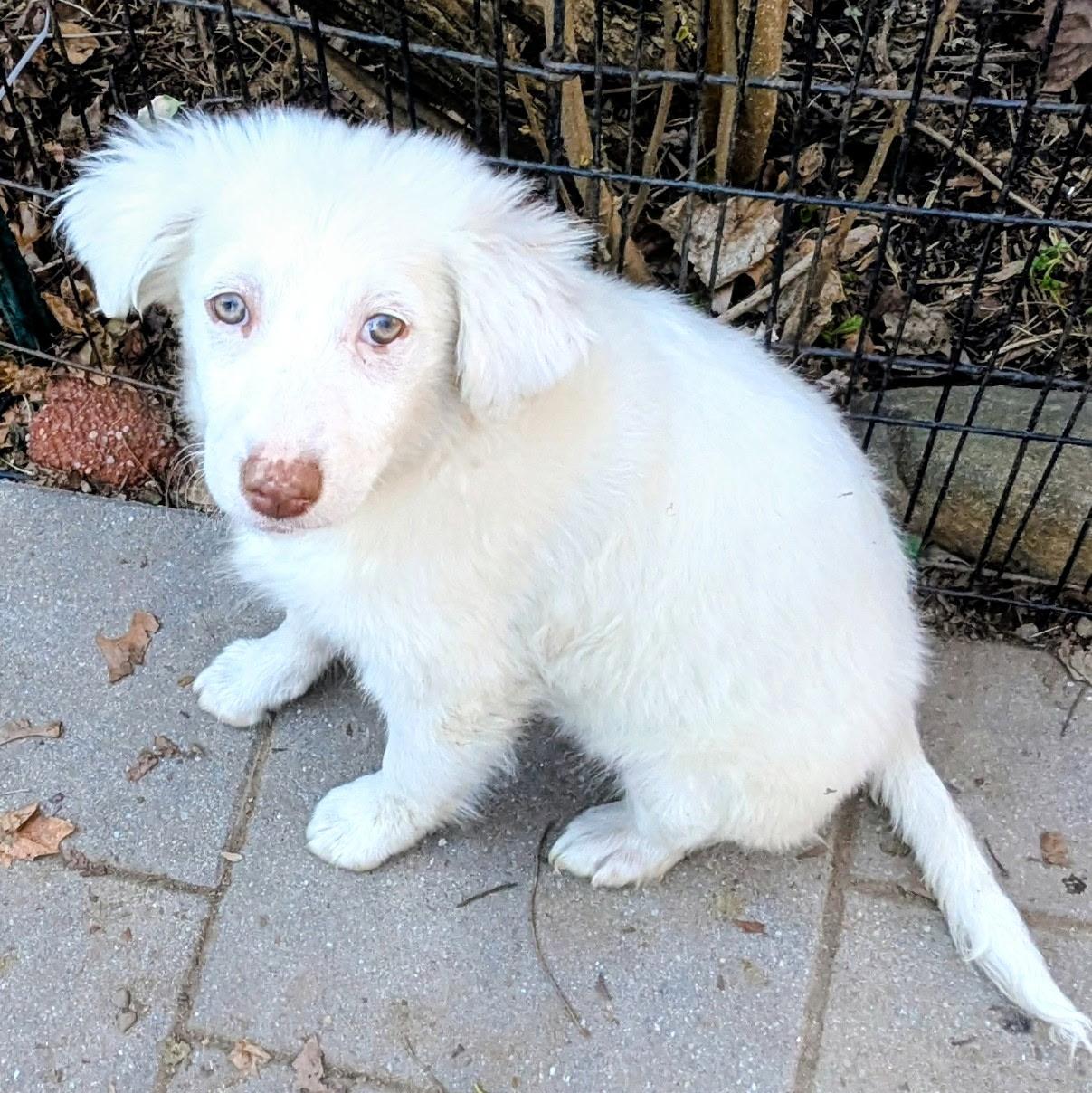Candy, Adoptable, Puppy Female Great Pyrenees & Hound.