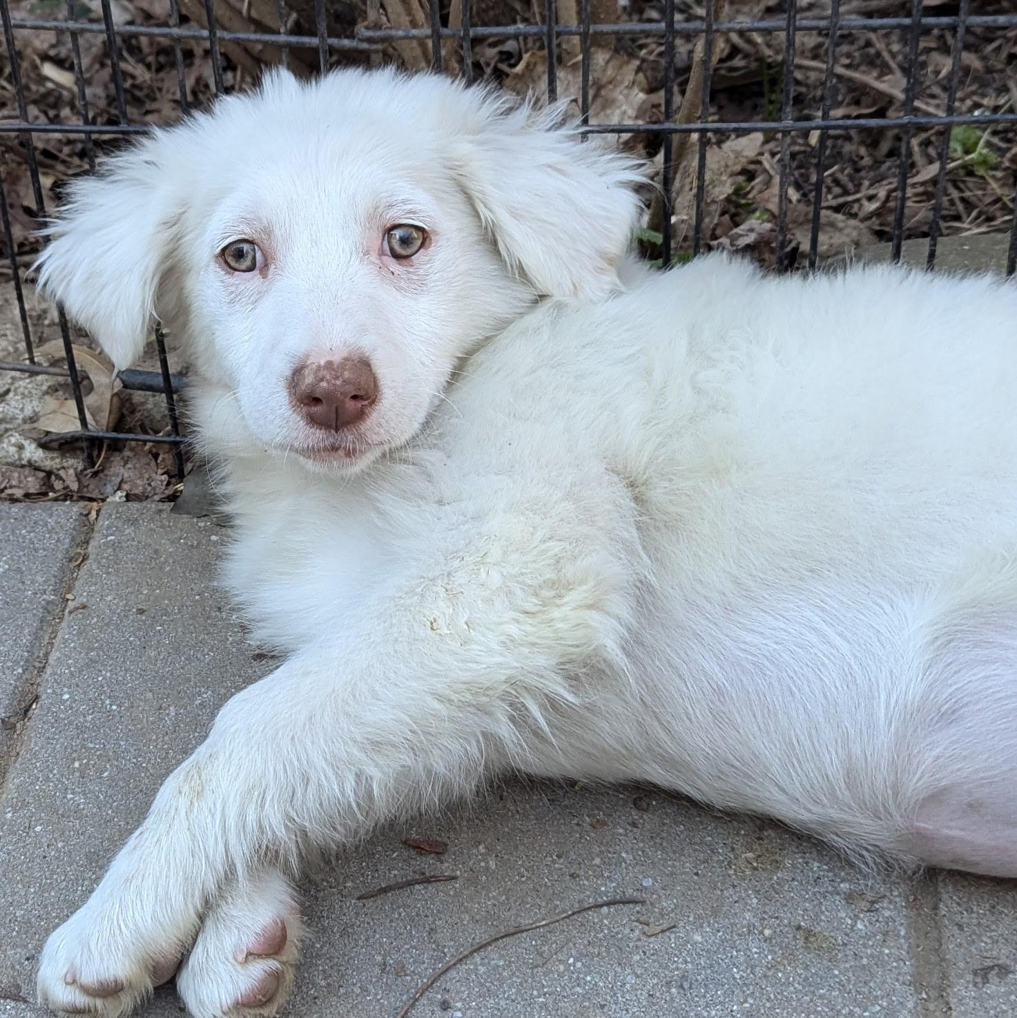 Enlarge Candy, a Adoptable mixed breed in Paramus, NJ image 6/6