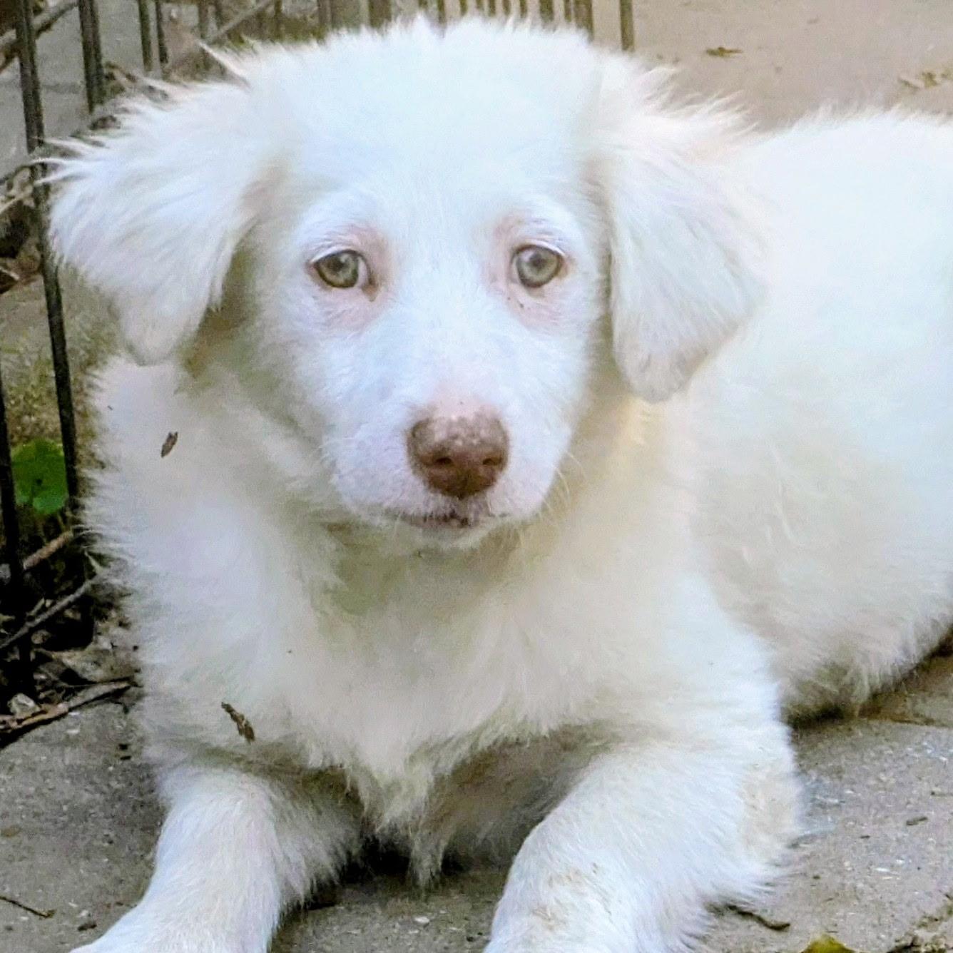 Enlarge Candy, a Adoptable mixed breed in Paramus, NJ image 5/6