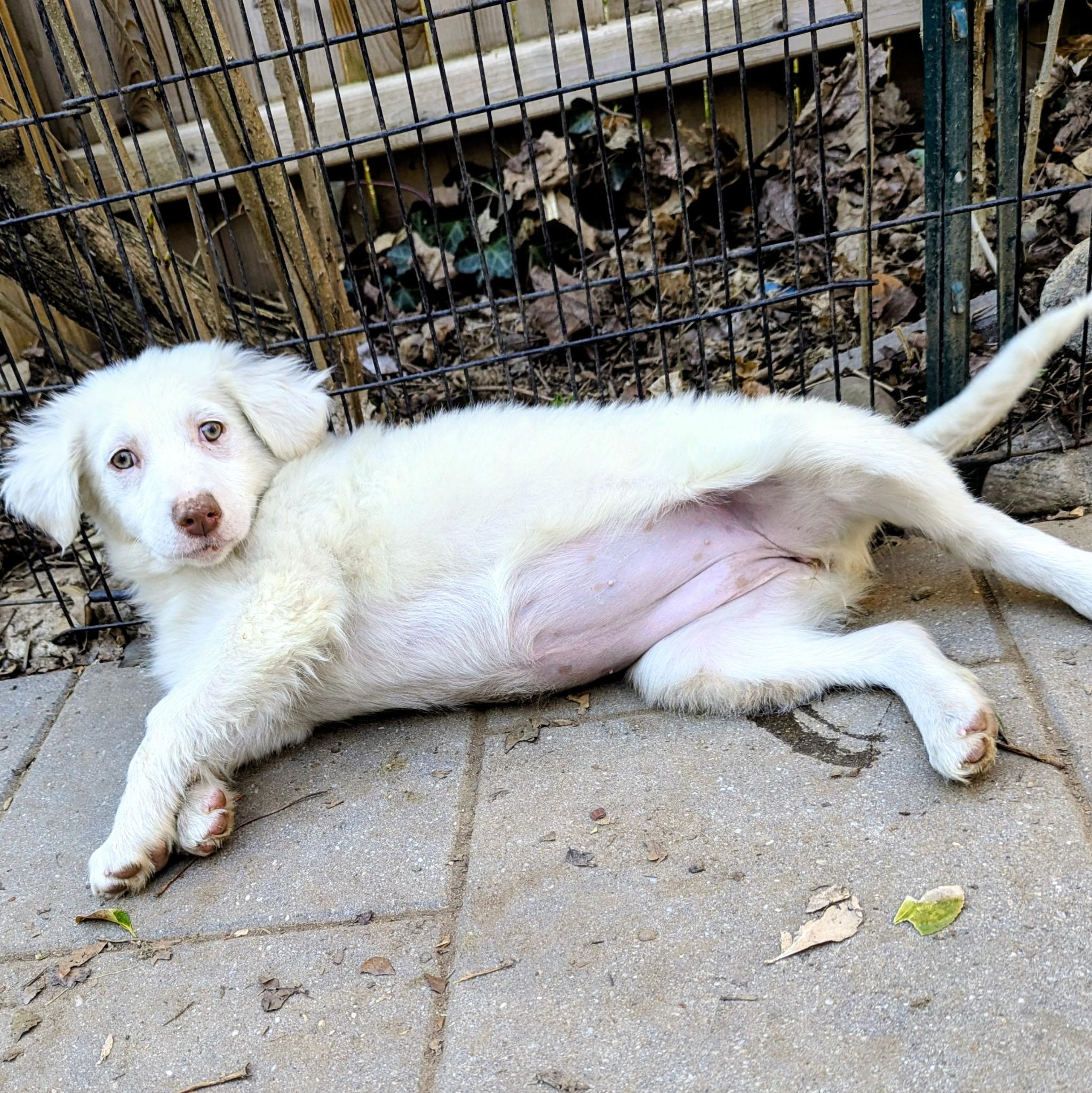 Enlarge Candy, a Adoptable mixed breed in Paramus, NJ image 2/6