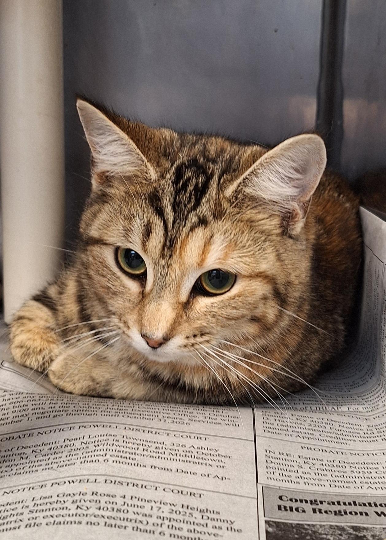 Cresha & Carrie, a ADOPTABLE mixed breed in Stanton, KY image 3/6