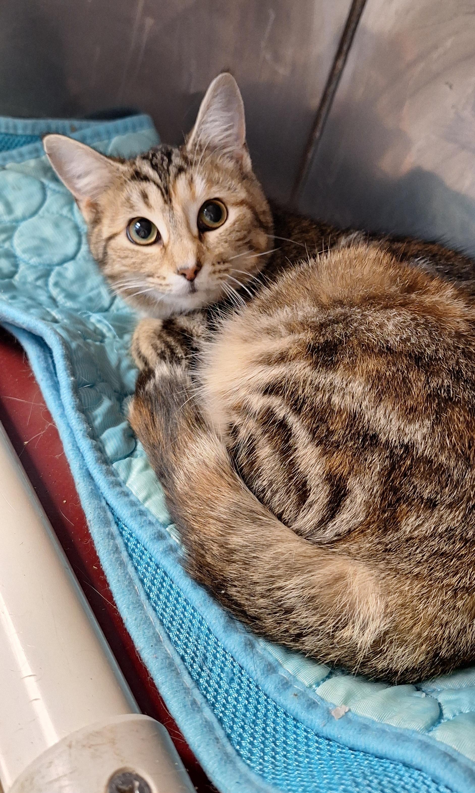 Cresha & Carrie, a ADOPTABLE mixed breed in Stanton, KY image 5/6