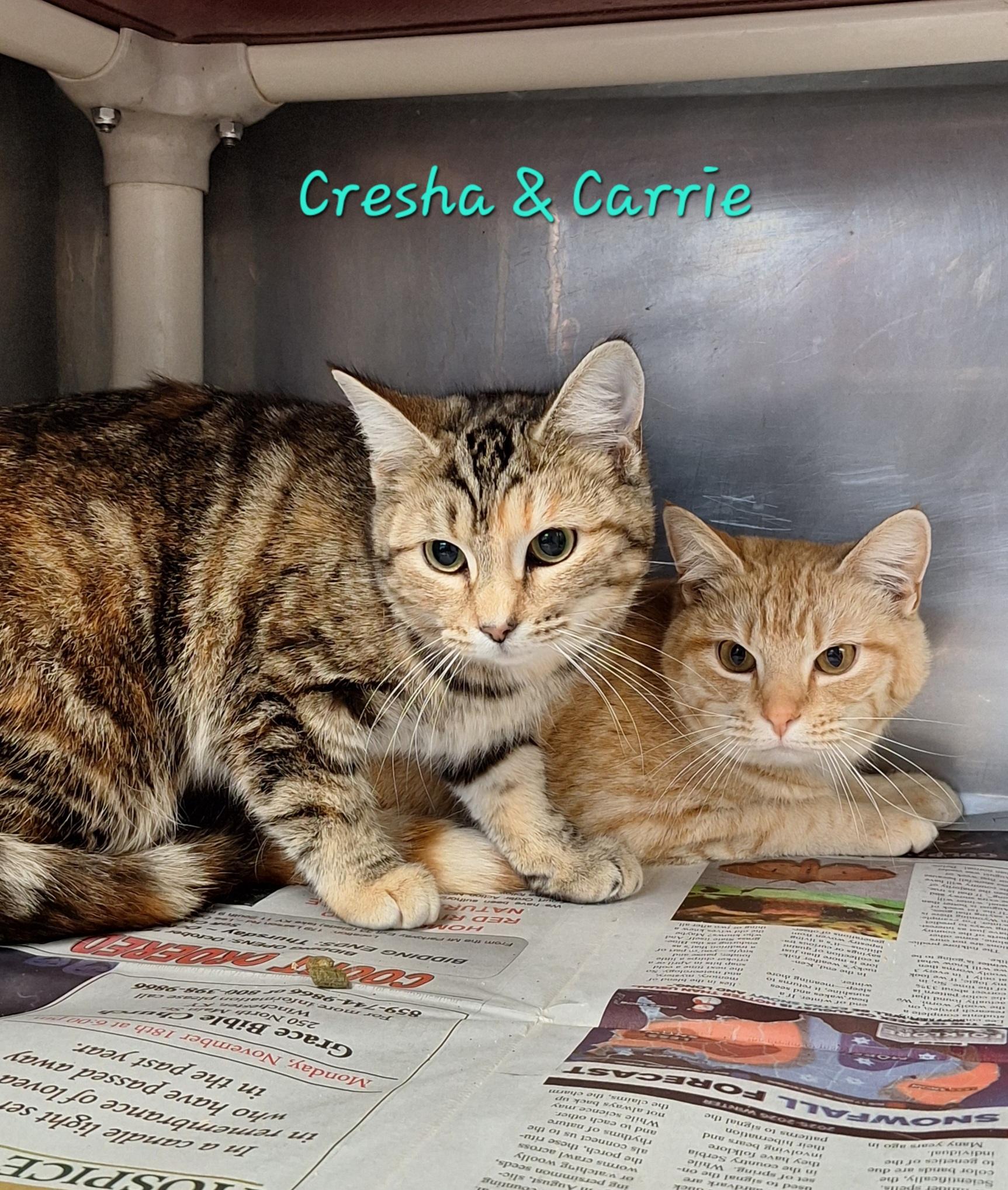 Cresha & Carrie, ADOPTABLE, Young Female Tabby.