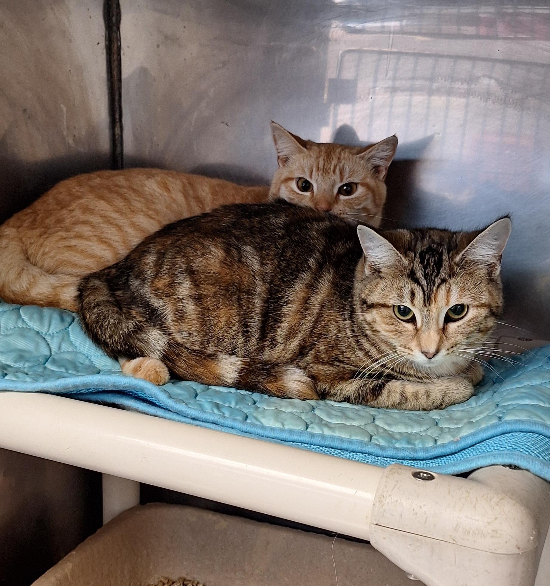 Cresha & Carrie, a ADOPTABLE mixed breed in Stanton, KY image 2/6