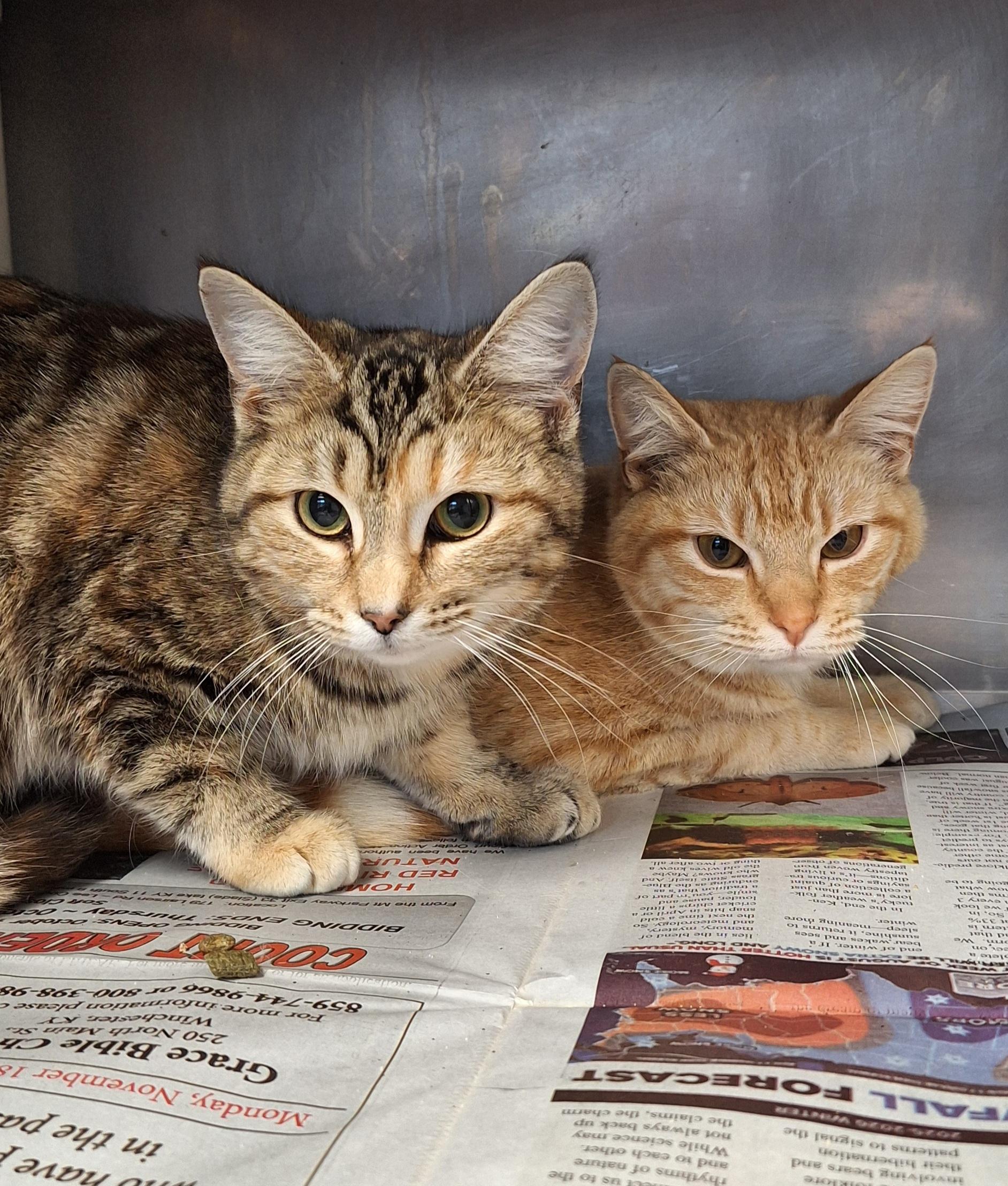 Cresha & Carrie, a ADOPTABLE mixed breed in Stanton, KY image 6/6