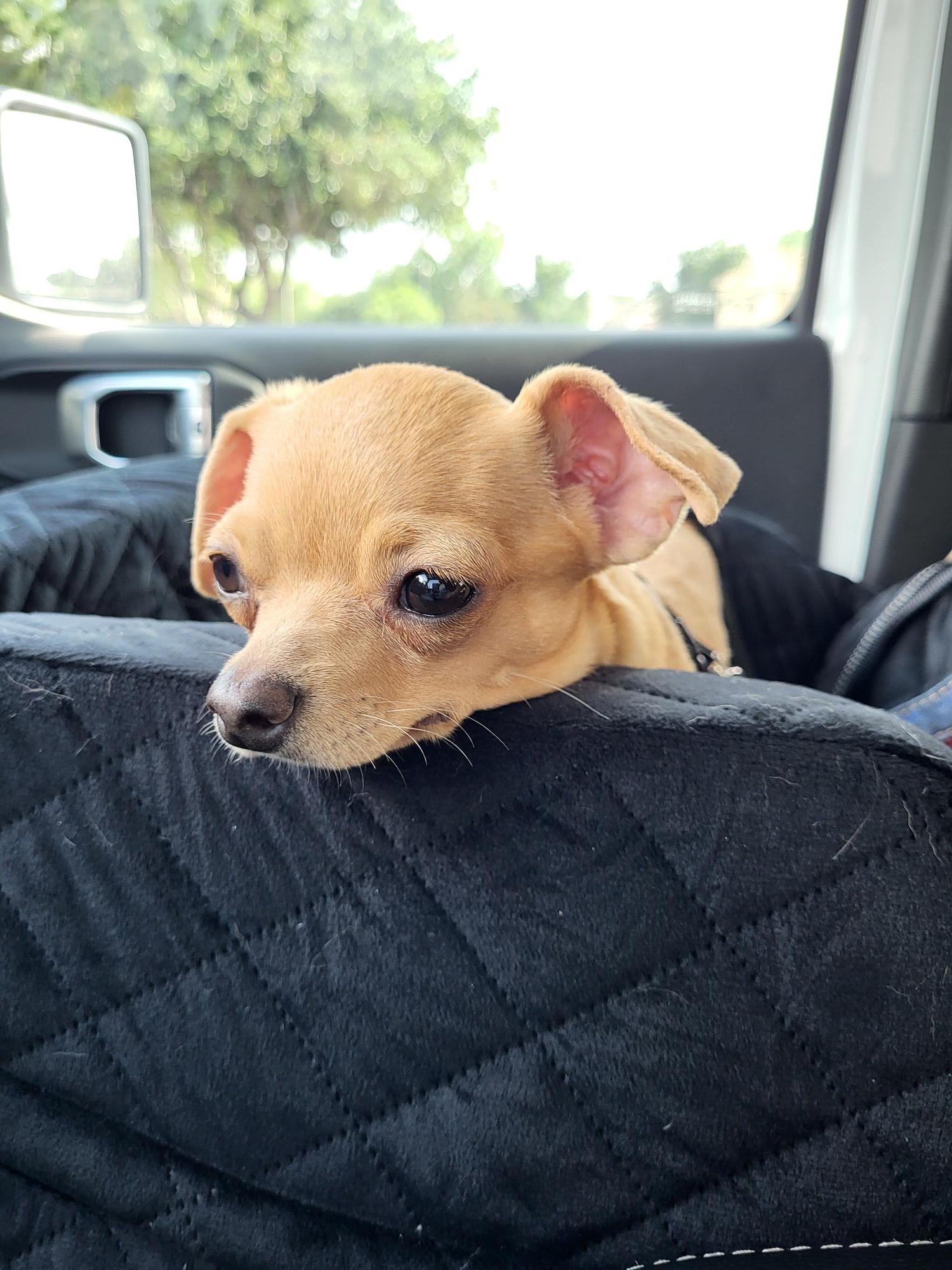 Enlarge Nacho, a ADOPTABLE Chihuahua in Plano, TX image 2/2