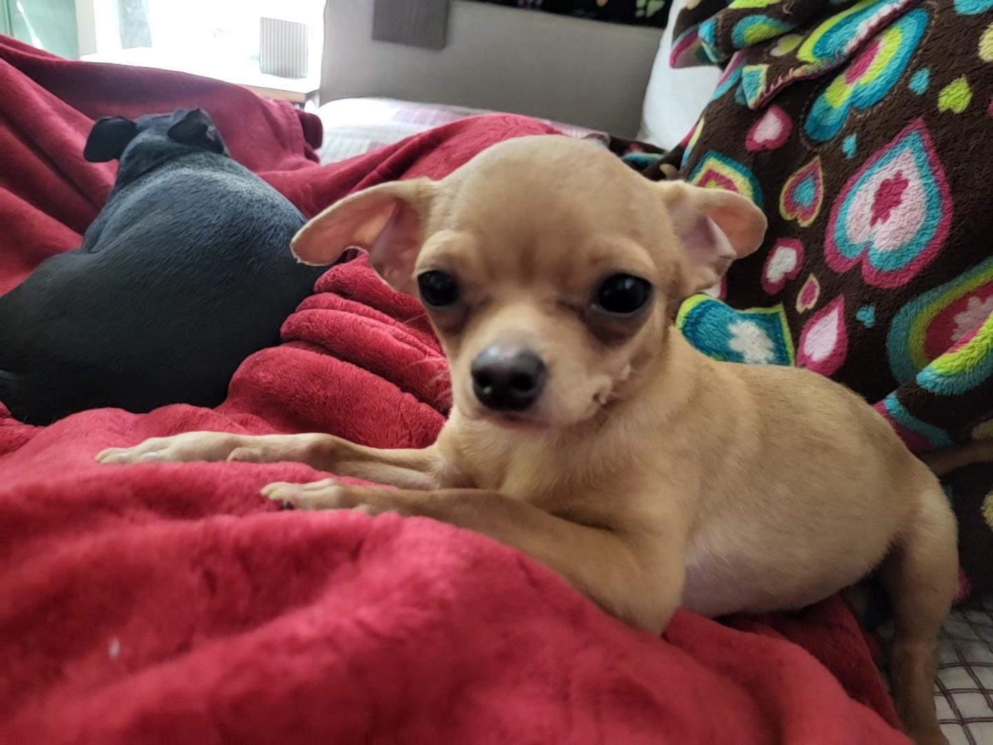 Enlarge Nacho, a ADOPTABLE Chihuahua in Plano, TX image 1/2