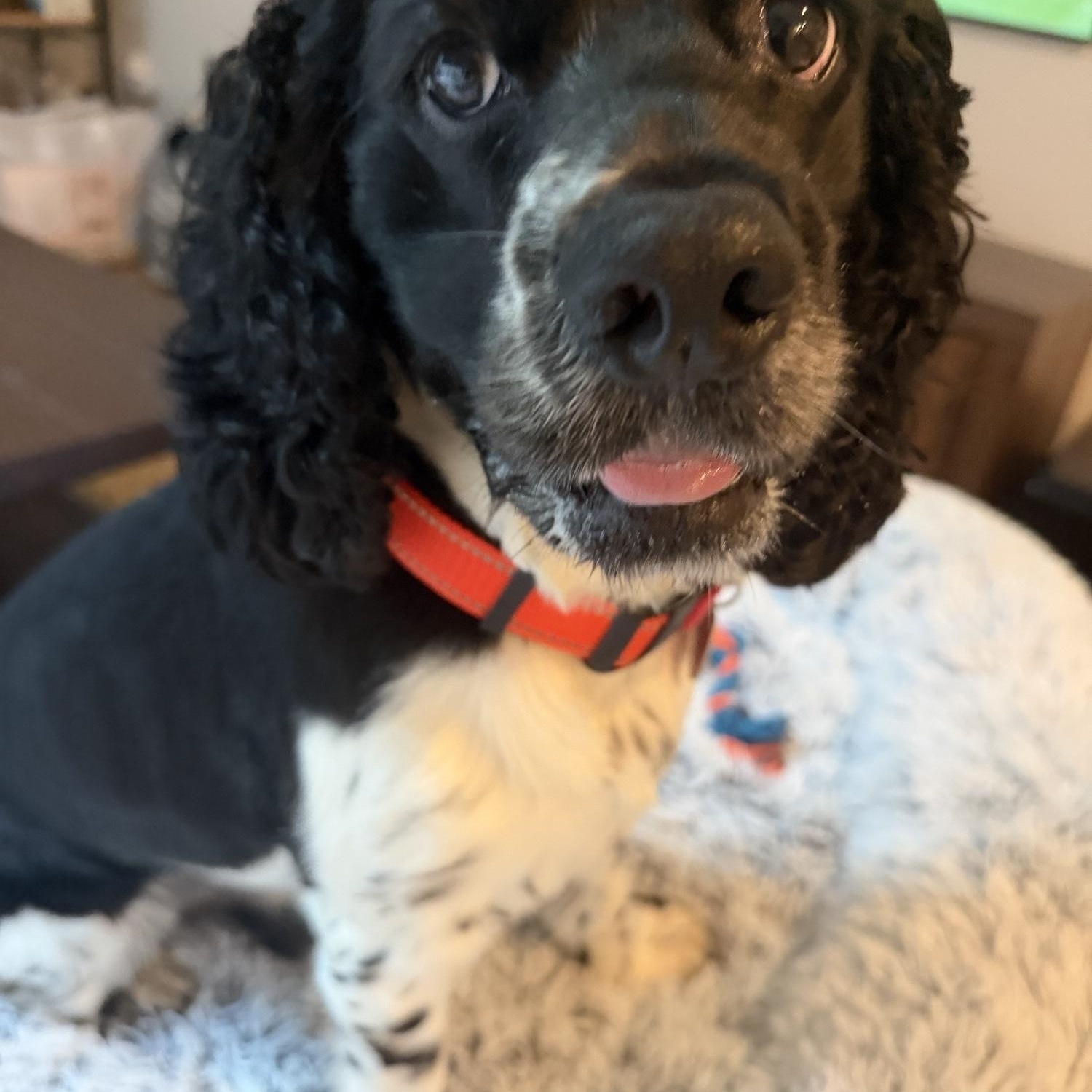 Biscuit-Courtesy Post/Experienced Adopter, a Adoptable Cocker Spaniel in Kannapolis, NC image 2/4