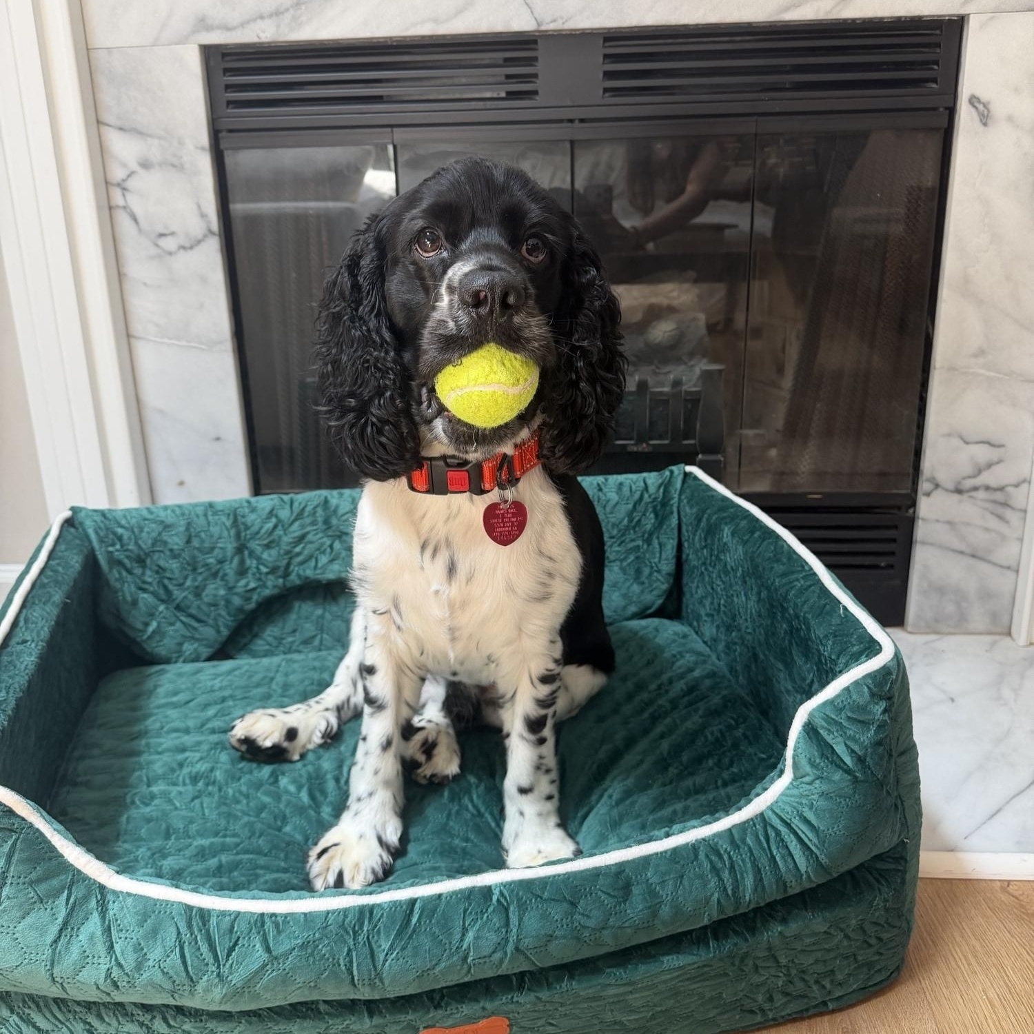 Biscuit-Courtesy Post/Experienced Adopter, a Adoptable Cocker Spaniel in Kannapolis, NC image 1/4